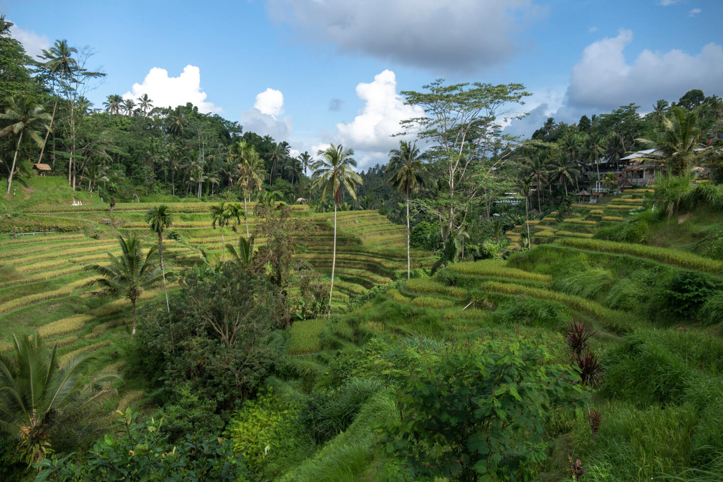 Bali