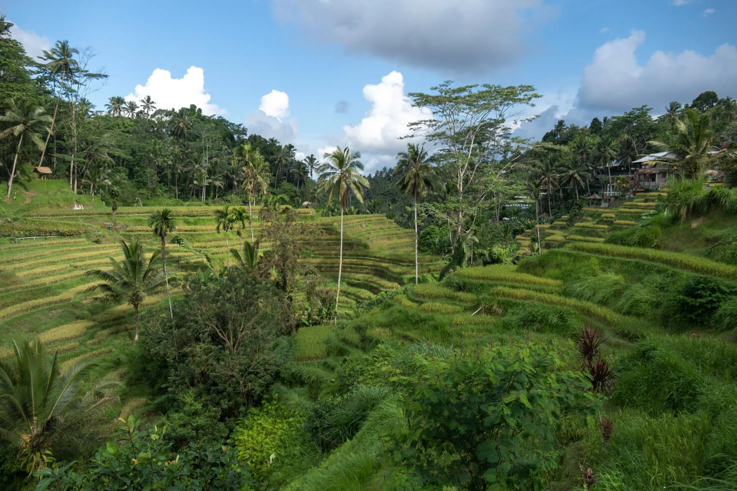 Bali
