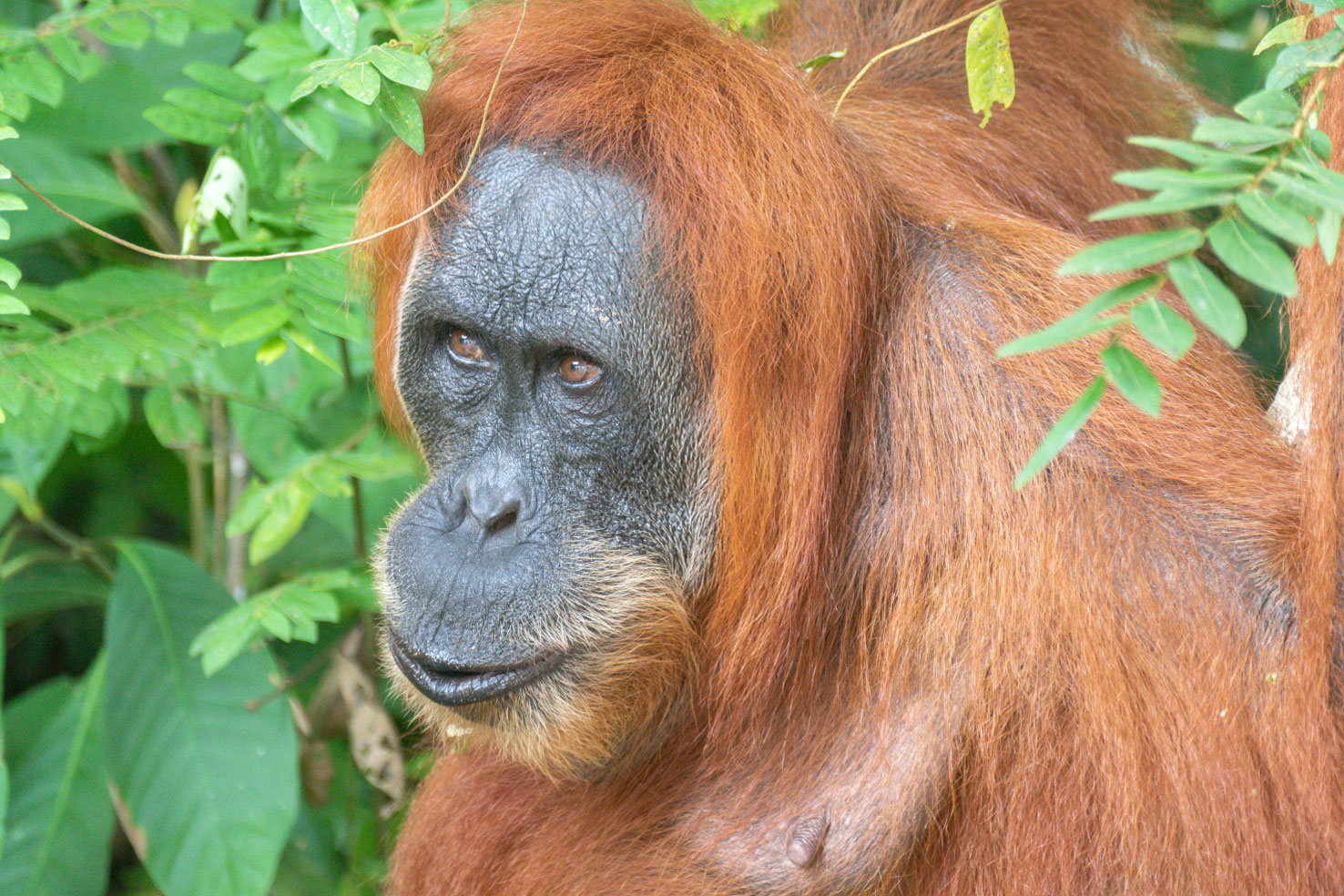 Bukit Lawang