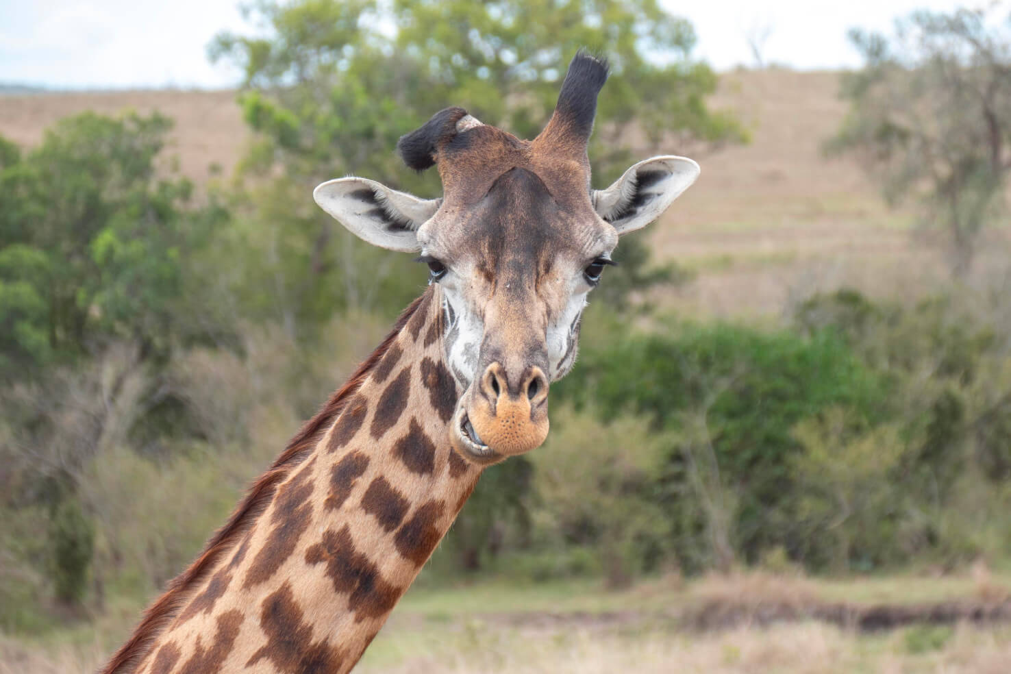 Safari in Masai Mara