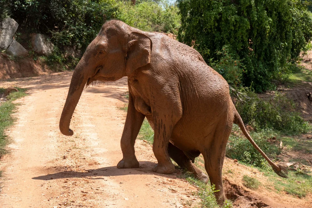 Udawalawe